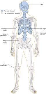 The skeletal system in vertebrates is divided into table 1 includes the structures. Bone Structure And Function