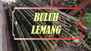 Tanaman buluh rebung madu ( baka china ). Awanijr Jenis Jenis Buluh Lemang Youtube