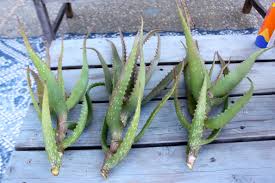 Image result for Euphorbia dawei