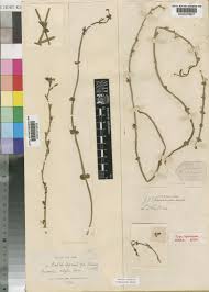 Image result for Crepidorhopalon parviflorus