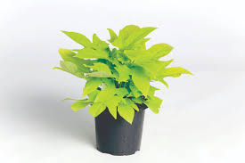 Image result for Ipomoea