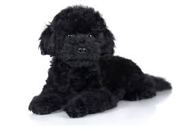 poodle breeders puppies in