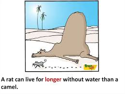 First, a camel's internal body temperature. Amazing Animals Online Presentation