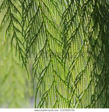Image result for Cupressus funebris