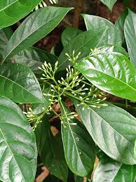 Image result for Aidia