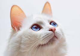 ‪12 Curious White Cat Facts to Know Before Adopting One‬‏