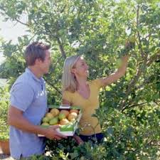 Use egg shells to make your own fertilizer to provide a healthy dose of calcium and potassium to your soil. Citrus Fertilizer Homemade Best Bush Beans For Fertilizer Jnndn Jedenznas