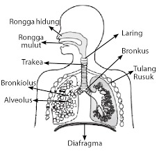 Sistem pernafasan pada manusia adalah salah satu sistem organ pengeluaran karbon dioksida. Sistem Pernapasan Manusia Guilanmu
