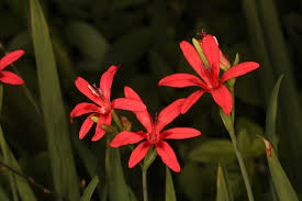 Image result for Freesia grandiflora