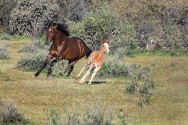 Arizona S Wild Horse Paradox High Country News Know The West