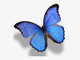 Hopefully fill the posts we write butterfly drawing blue. Monarch Butterfly Morpho Menelaus Morpho Amathonte Black With Blue Monarch Butterfly Hd Png Download Kindpng