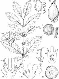 Image result for Polysphaeria multiflora