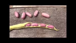 Harvested green beans and southern peas (genera phaseolus and vigna, respectively) consist primarily of harvesting after the pods have dried will help prevent the spread of postharvest diseases and will result manually harvested green beans and southern peas are often field packed. Harvesting Green Bean Seeds When And How To Harvest Green Beans Youtube