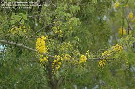 Attracts butterflies with orange or yellow flowers. Plant Identification Closed Tree With Yellow Grape Like Flowers South Florida 1 By Kiyzersoze