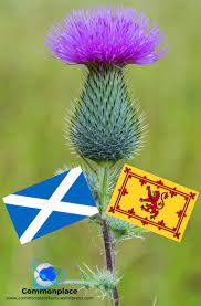 Flower of scotland lyricso flower of scotlandwhen will we seeyour like againthat fought and died foryour wee bit hill and glenand stood against himproud edwa. The Prickly Reason Behind Scotland S National Flower Commonplace Fun Facts