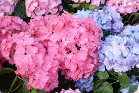 I have all of mine in i now live in virginia, and have oakleaf hydrangeas again. Hydrangea Types And Related Flowers Lovetoknow