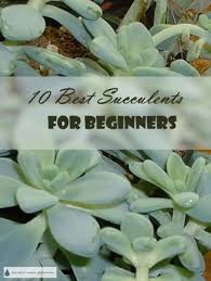 10 Best Succulents For Beginners Which Succulent Should I Get Succulent Landscaping Planting Succulents Succulents