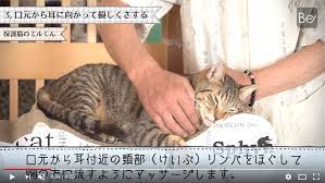 自宅でできる猫のフルマッサージ ツボ押し方法 下痢や便秘の病気への効果も 猫になりたい 猫 パラダイス 猫 ツボ押し ツボ
