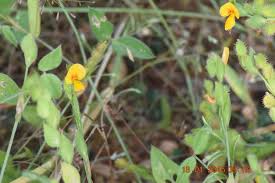 Image result for Zornia setosa