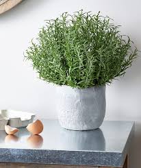 We absolutely love growing herbs in our backyard garden. Best Guide How To Grow Rosemary Indoors