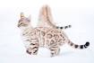 The Snow Bengal Cat Ultimate Guide [ 2020 ]