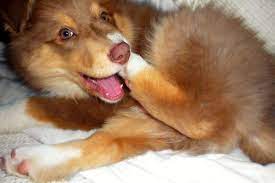 Dog Obsessively Biting Nails Here S How To Help