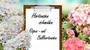 Hortensien gehören mit ihren imposanten schaublüten zu gärtners lieblingen. Hortensien Pflegen 4 Tipps Zum Schneiden Giessen Dungen Farben