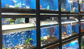 Contohnya saja kamu bisa membuat promo menarik tertentu, fungsi dari kata promo terbatas bisa membuat banyak orang membeli barang yang kamu jual bahkan tanpa fikir panjang. Toko Aquarium Ikan Hias