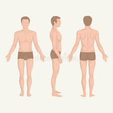 All images327 free images291 related images from istock36. Man Body Anatomy Front Back And Side Stock Vector Illustration Of Anatomy Athletic 36186945