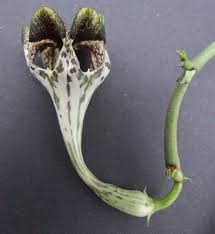 Image result for Ceropegia monteiroae