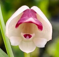 Image result for Polystachya vulcanica