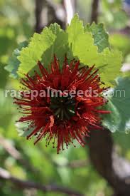 Image result for Greyia