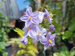 Image result for Solanum seaforthianum