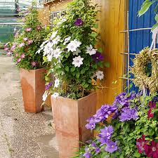 Maybe you would like to learn more about one of these? Pflanz Pflegeanleitung Clematis Als Kubelpflanze Native Plants
