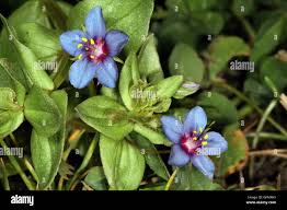 Image result for Lysimachia monelli