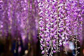 Image result for Wisteria
