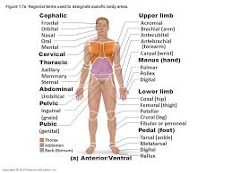 Check spelling or type a new query. Anatomy Orientation And Directional Terms Regional Terms Specific Body Areas Diagram Quizlet
