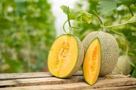 Why does my fruit have a bitter or poor flavor? How To Grow And Care For Cantaloupe