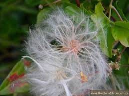 Image result for Clematis brachiata