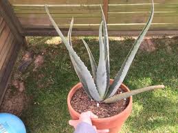 When aloe vera is applied daily, the skin becomes healtier & starts to look better. My Aloe Plant Isn T Really Green Anymore