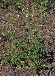 Image result for Drypetes arguta