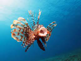We did not find results for: Invasive Lionfish Are Delicious But Is It Safe To Eat Them Oceana