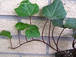 Hedera canariensis is a species of ivy (genus hedera) which is native to the atlantic coast in canary islands and northern africa. Plantfiles Pictures Algerian Ivy Canary Island Ivy North African Ivy Madeira Ivy Hedera Canariensis By Ineedacu Ivy Plants Canary Island House Plant Care