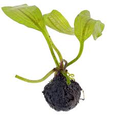 Image result for Aponogeton