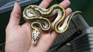 Leopard Pastel Highway Cute Snake Pet Snake Cute Reptiles