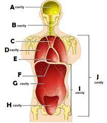 If you want to know more, this quiz can. Lab Practical Abdominal Quadrants And Regions Flashcards Quizlet