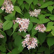 Image result for Kolkwitzia amabilis