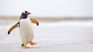 Penguins at risk in antarctica 04:52. 15 Ø­Ù‚Ø§Ø¦Ù‚ Ø¹Ù† Ø§Ù„Ø¨Ø·Ø±ÙŠÙ‚