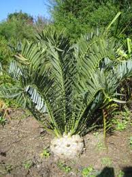 Image result for Encephalartos villosus