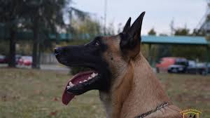 Check spelling or type a new query. Funny Belgian Malinois Tricks Compilation